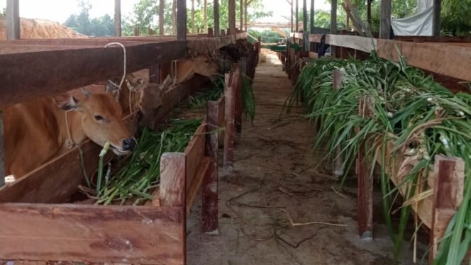 Belum Setahun, Sebanyak 54 Ekor Sapi Bantuan Wakil Ketua DPRD Kaltara Untuk Kelompok Tani Di Nunukan Mati