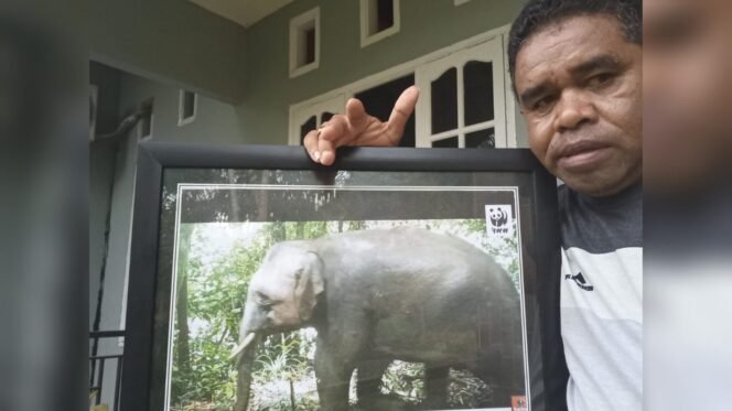 Gajah Kerdil Terpantau Mendiami Hutan Di Sekitar Sungai Agison, Nunukan