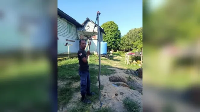 Masuk Warung, King Cobra Sepanjang 2 Meter Dievakuasi Petugas Pemadam Kebakaran