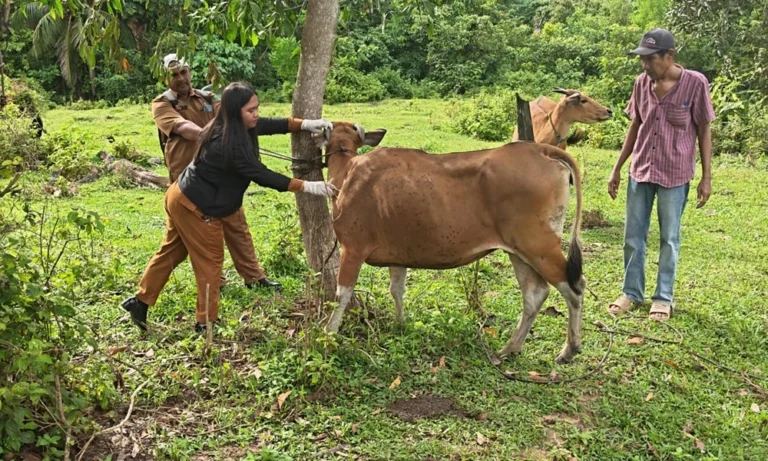 DKPP Turun Langsung Periksa Empat Sapi Usai Laporan Warga Nunukan